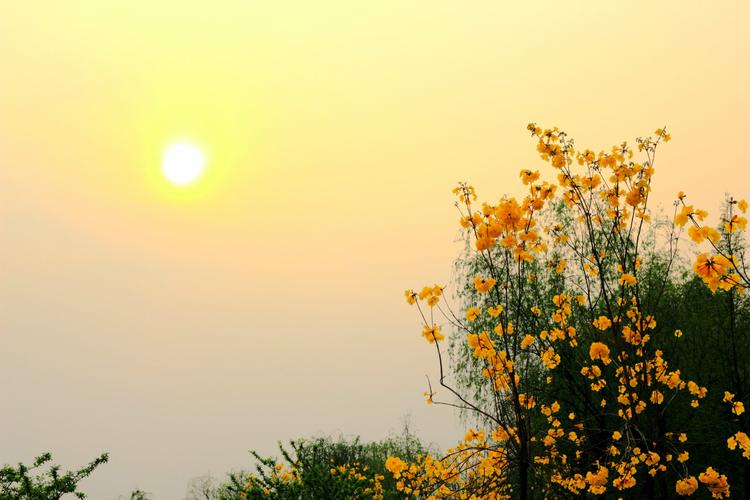 “昨日黄花”和“明日黄花”这两个词语，二者有着什么区别？