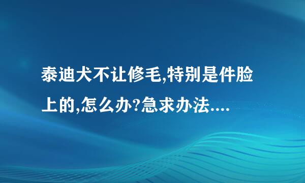 泰迪犬不让修毛,特别是件脸上的,怎么办?急求办法......