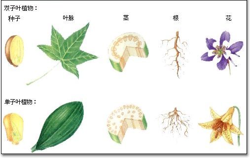 双子叶和单子叶植物怎么区分？