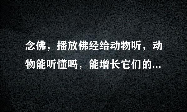 念佛，播放佛经给动物听，动物能听懂吗，能增长它们的佛性吗？