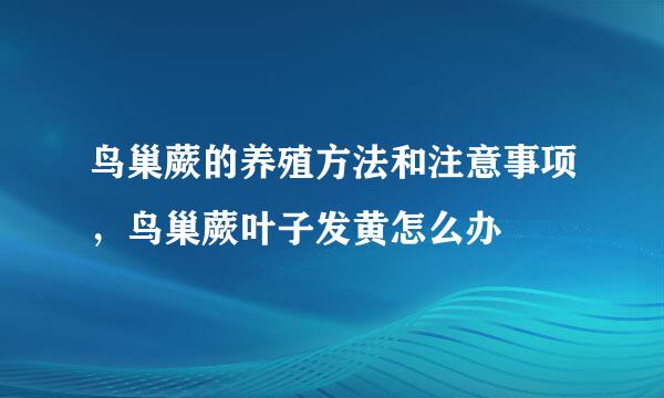 鸟巢蕨的养殖方法和注意事项，鸟巢蕨叶子发黄怎么办