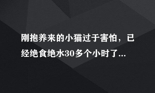 刚抱养来的小猫过于害怕，已经绝食绝水30多个小时了，怎么办？