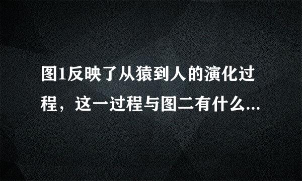 图1反映了从猿到人的演化过程，这一过程与图二有什么联系，说明了什么？