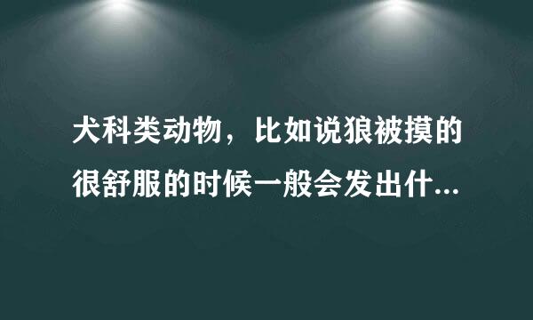 犬科类动物，比如说狼被摸的很舒服的时候一般会发出什么样的声音？求解答。