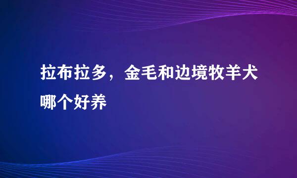 拉布拉多，金毛和边境牧羊犬哪个好养