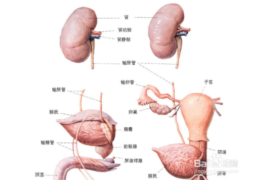 什么是地中海贫血？怎么治疗？