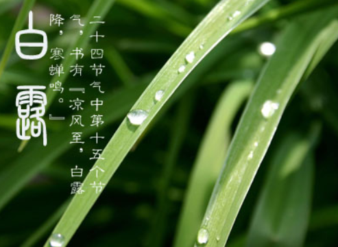 什么是露水节气?