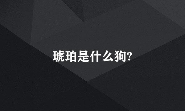 琥珀是什么狗?