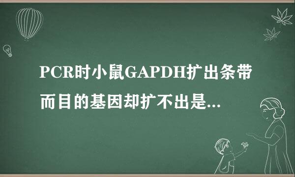 PCR时小鼠GAPDH扩出条带而目的基因却扩不出是什么原因？