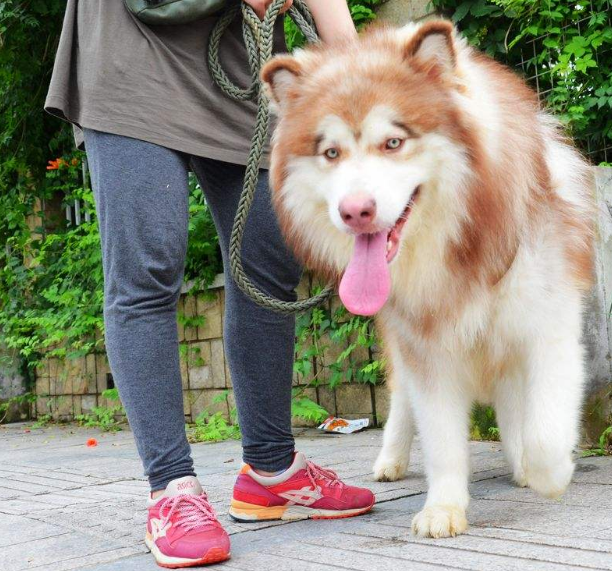 怎么养阿拉斯加雪橇犬？