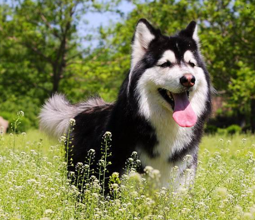 怎么养阿拉斯加雪橇犬？