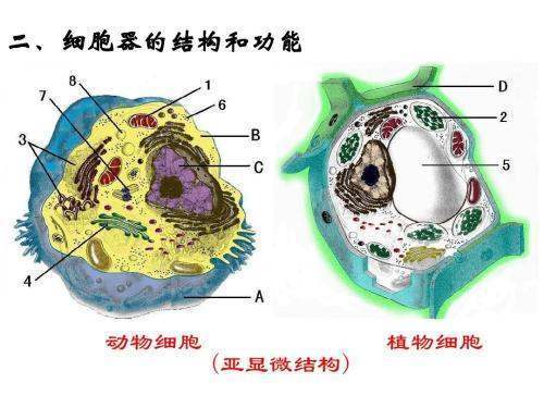 细胞器的功能以及结构