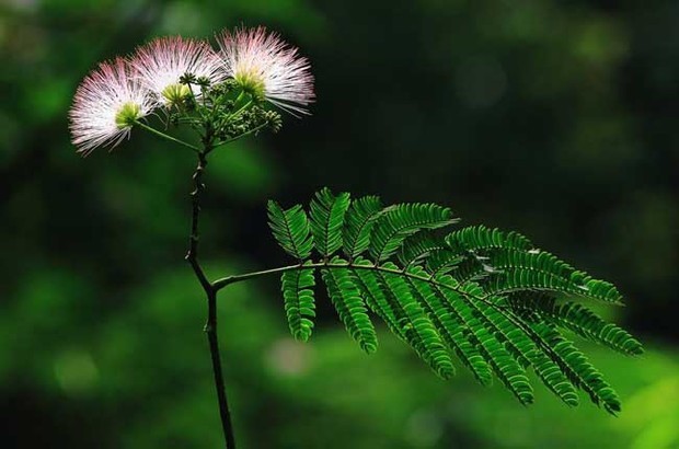 合欢花育诗破确花语是什么