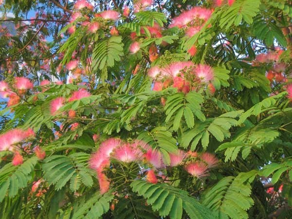 合欢花育诗破确花语是什么