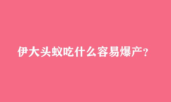 伊大头蚁吃什么容易爆产？