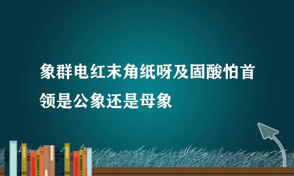 象群电红末角纸呀及固酸怕首领是公象还是母象