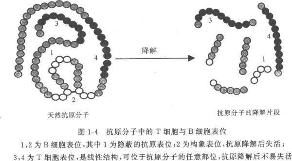 隐蔽抗原的概况