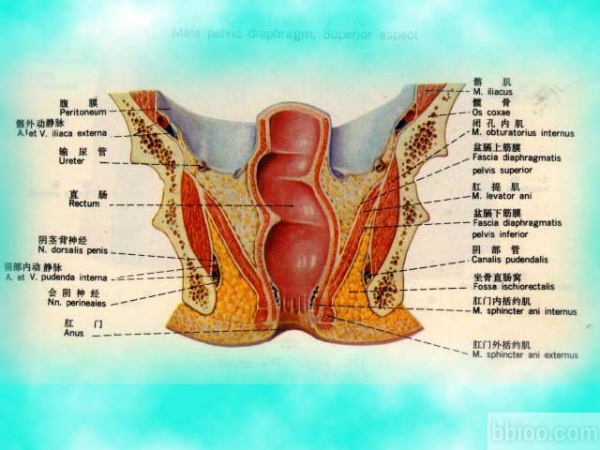 直肠的解剖结构