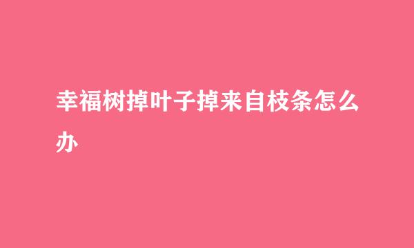 幸福树掉叶子掉来自枝条怎么办