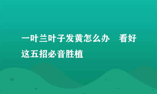 一叶兰叶子发黄怎么办 看好这五招必音胜植