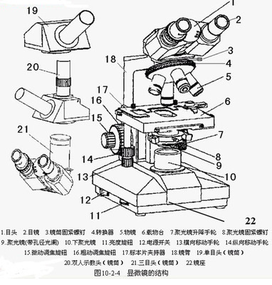 生物显微镜结构图及名称