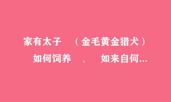 家有太子 （金毛黄金猎犬） 如何饲养 、 如来自何调教成了为问题。。。顶更承发