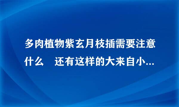 多肉植物紫玄月枝插需要注意什么 还有这样的大来自小的瓶子够吗?急 谢谢