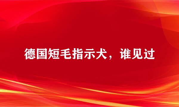 德国短毛指示犬，谁见过