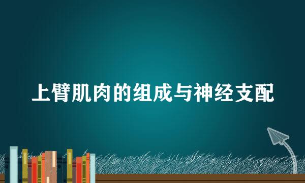 上臂肌肉的组成与神经支配