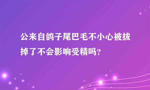 公来自鸽子尾巴毛不小心被拔掉了不会影响受精吗？