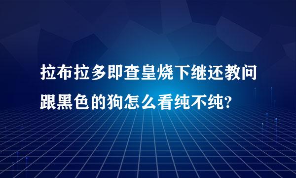 拉布拉多即查皇烧下继还教问跟黑色的狗怎么看纯不纯?