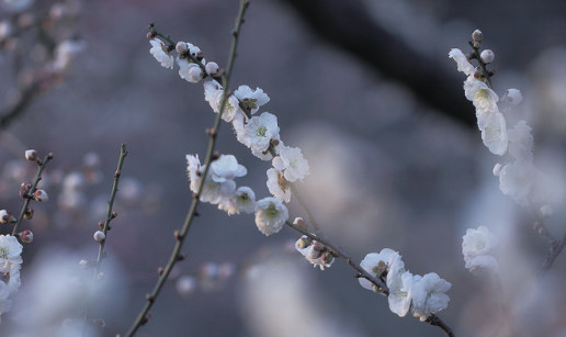 梅花赋京歌原唱