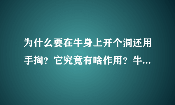 为什么要在牛身上开个洞还用手掏？它究竟有啥作用？牛不会痛吗