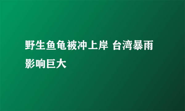 野生鱼龟被冲上岸 台湾暴雨影响巨大