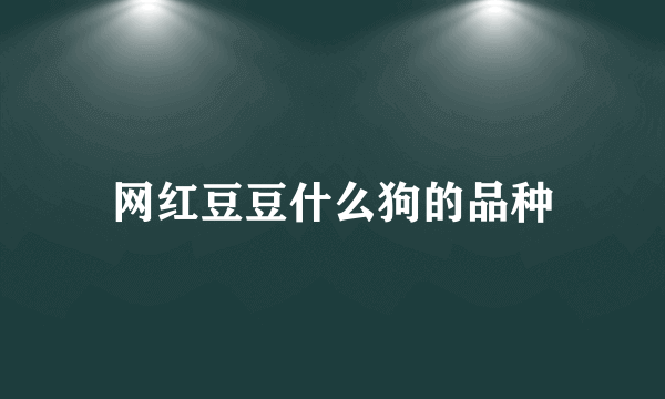 网红豆豆什么狗的品种