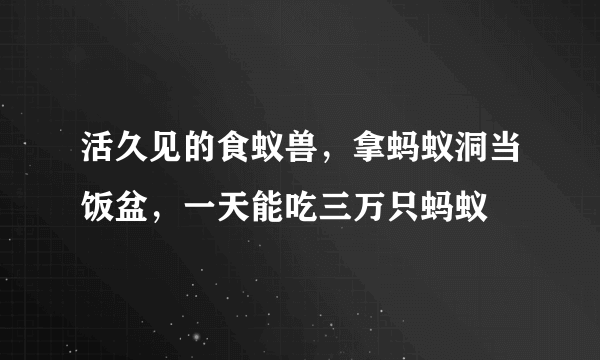 活久见的食蚁兽，拿蚂蚁洞当饭盆，一天能吃三万只蚂蚁